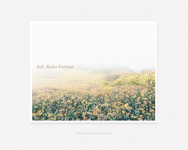 May include: A photograph of a field of yellow wildflowers in a foggy landscape. The image is in a 4x5 ratio format.