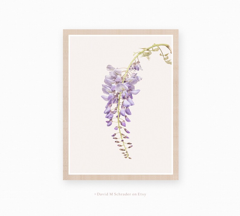 May include: A print of a single stem of wisteria flowers with light purple blooms hanging down against a white background. The print is framed with a light brown frame.