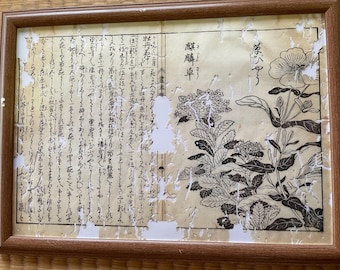Notas botánicas impresas en xilografía Ukiyo-e de 1755 - Período Edo