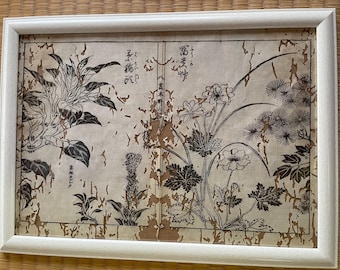 1755 Ukiyo-e Woodblock Printed Botanical Notes- Edo Period