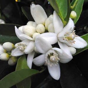 May include: Close-up of white orange blossoms with green leaves. The flowers have five petals and a yellow center. The buds are small and round.