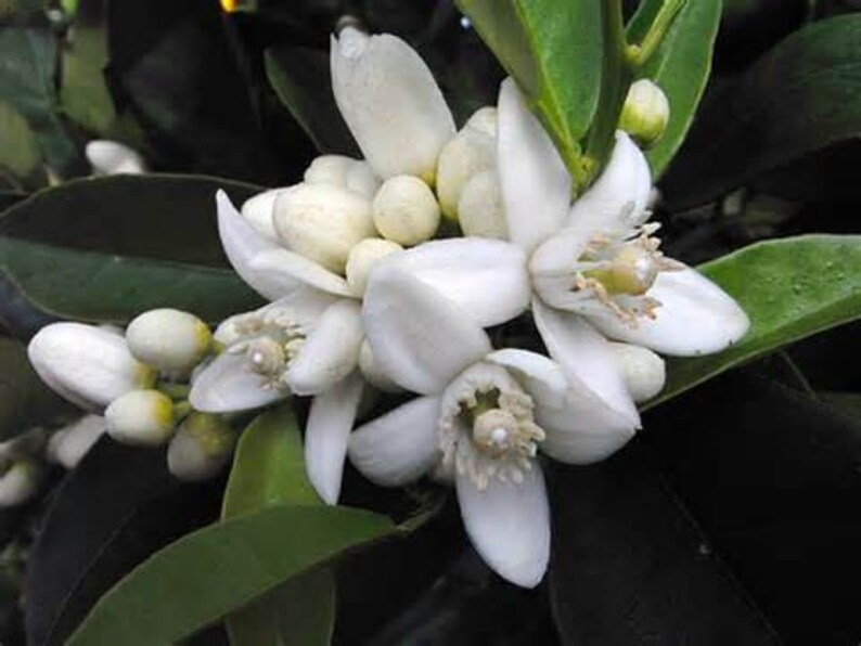 May include: Close-up of white orange blossoms with green leaves. The flowers have five petals and a yellow center. The buds are small and round.
