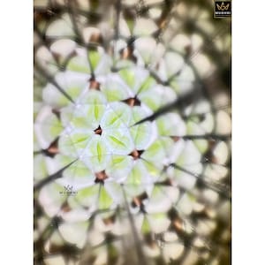 May include: Abstract image of a kaleidoscope pattern. The design features a repeating geometric pattern with white and light green shapes. The image has a symmetrical design with a central focus. The logo "MUGHNI" is visible in the upper right corner.