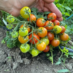 Peut inclure: Gros plan sur une grappe de tomates cerises de différentes couleurs, allant du vert à l'orange et au rouge. Les tomates sont attachées à des tiges vertes avec des feuilles. L'image est prise à l'extérieur, une main tenant délicatement les tomates.