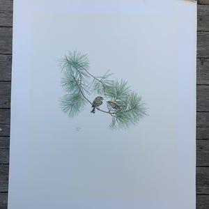 Vintage Print by M.G. Loates - “Golden Crowned Kinglet” copyright 1979, 20x24”