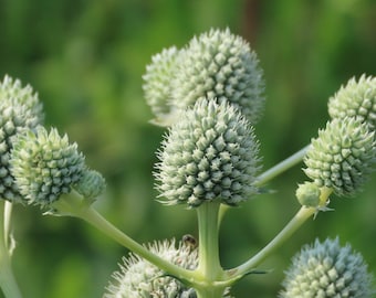 Rattlesnake Master (Eryngium yuccifolium)