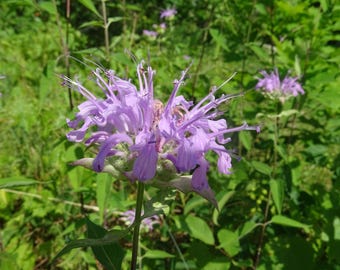Wilde bergamot (Monarda fistulosa)