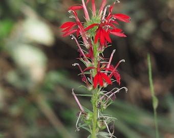 Cardinal Flower (Lobelia cardinalis)