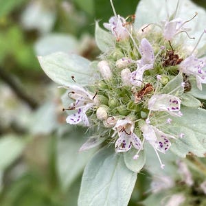 クラスターマウンテンミント（Pycnanthemum muticum）