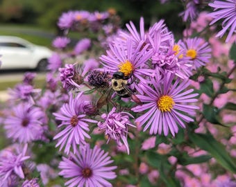 Aster de Nueva Inglaterra (Symphyotrichum novae-angliae)