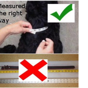 How To Measure Your Pets Neck image 2