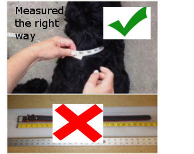 How To Measure Your Pets Neck image 2