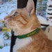 see more listings in the Personalized Cat Collars section