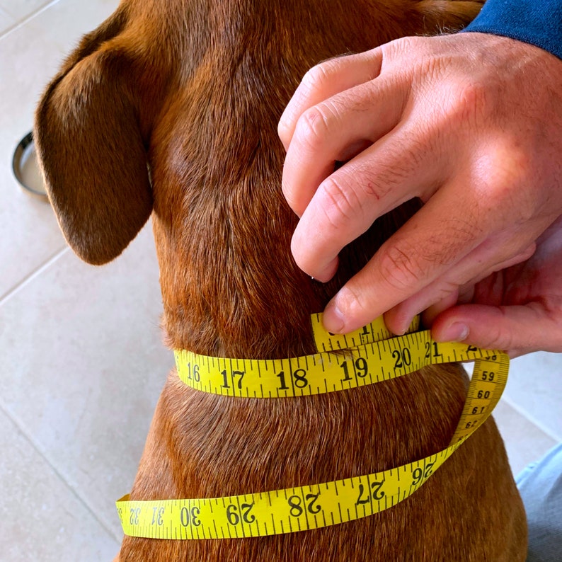 How To Measure Your Pets Neck image 1
