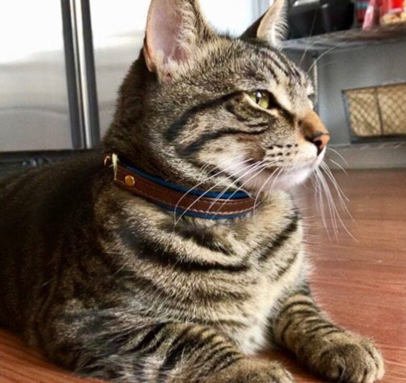 Leather cat collar for cats and kittens personalized with Etsy