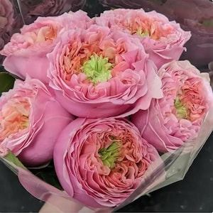 Sweet Eye – Pink & Green Dutch Florist Rose (Own Root)
