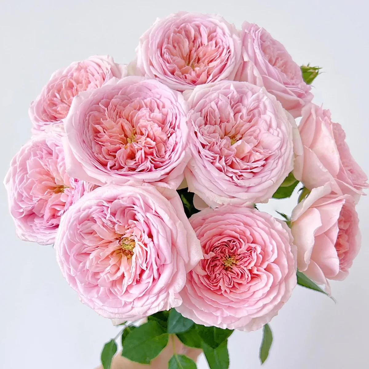 AUScot | English garden shrub rose | Climbing rose | Own root | Small size