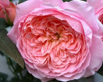 ♡Rose rose♡ Ju Zi | 橘子 | Pink Orange Version of Cinnabar Bowl