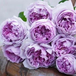 Lilas ｜丽拉｜Takunori Kimura | Japanese Florist Shrub Rose | New Varieties 2021 | Own root