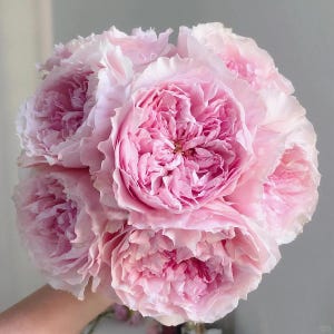AUStew – Blush Pink English Wedding Rose (Own Root)