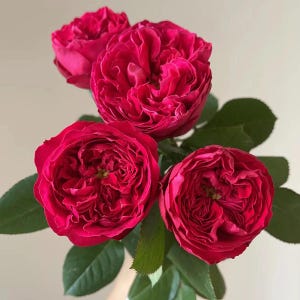 Autumn Rouge – Crimson Japanese Shrub Rose (Own Root)