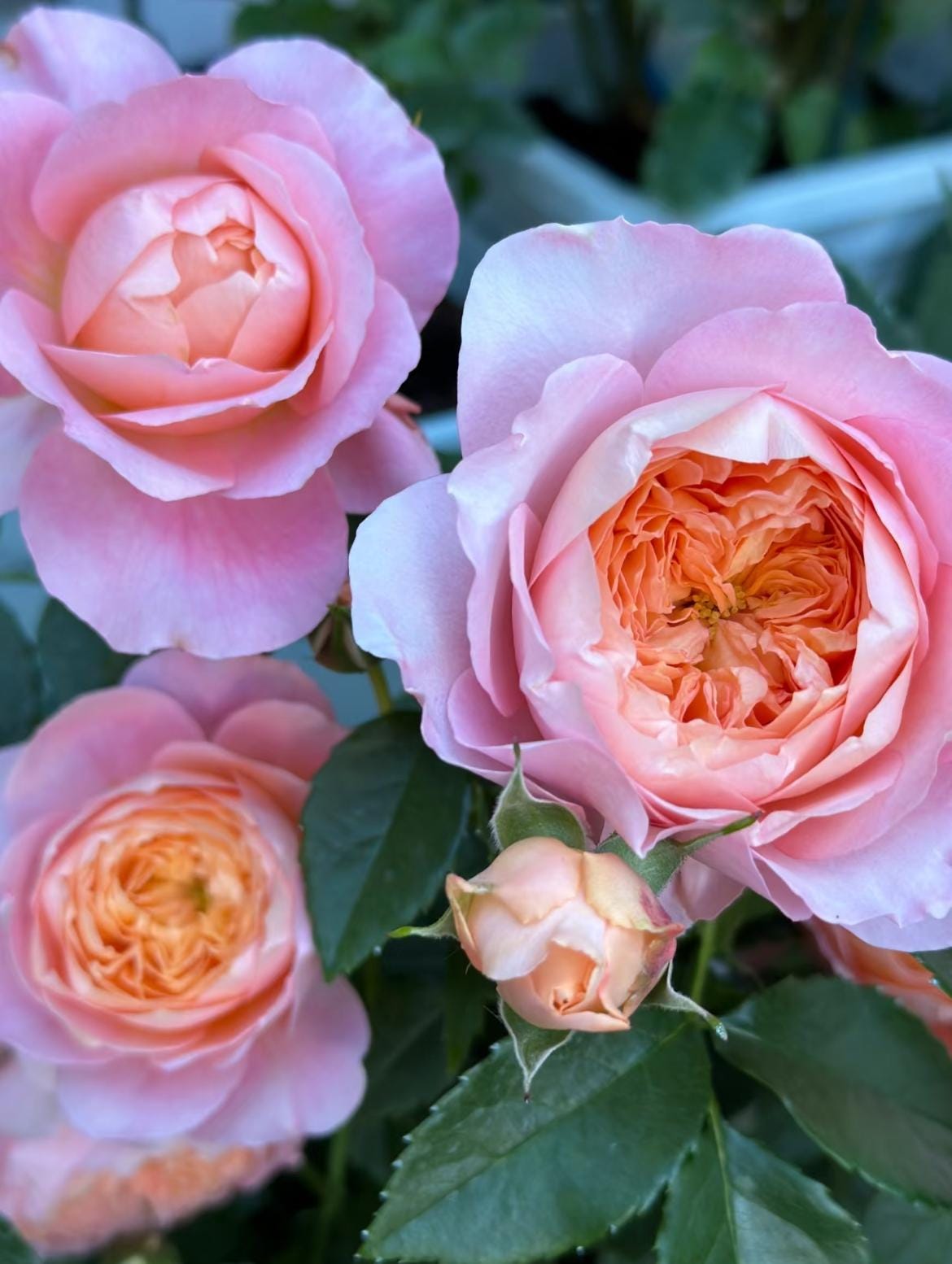 Ju Zi – Orange-to-pink Chinese Garden Rose (own Root) - Etsy