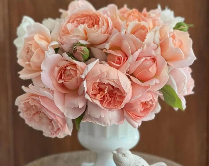 Belinda's Dream | Floribunda Shrub Rose | Parrans Greenhouse