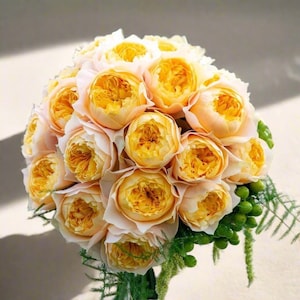 Golden Vuvuzela – Yellow & Pink Dutch Florist Rose (Own Root)