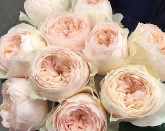 Emma Woodhouse | Netherlands Florist Shrub Rose | Delightful fragrant | Cup shape | Own root