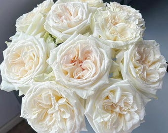 White O' Hara | French Florist Shrub Rose | Own root | Long vase life | Strong lavender fragrant