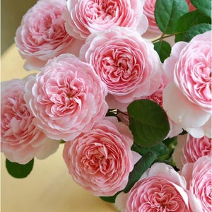 AUStiger | English shrub garden rose | Proudly upright on strong stems | Disease resistant | Own root