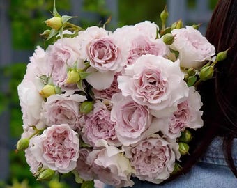 Lu Ning Xiang | 露凝香 | Dew Serenade | Chinese florist rose from Tianlang | Heat resistant | New release in 2022 | Own root