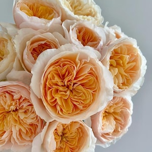 AUSjameson | English wedding shrub rose | Cup shape | Own root