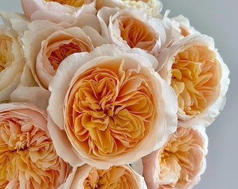 AUSjameson | English wedding shrub rose | Cup shape | Own root