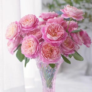 Claude Monet | French Garden Shrub Rose | Heat resistance | Disease resistant | Stripe rose | Own root