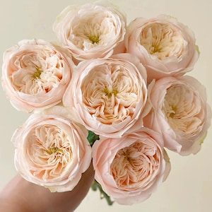 Darlington – Cream & Peach Dutch Florist Rose (Own Root)