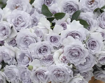 Jise | 霁色 | Chinese Florist Shrub Rose | Heat and disease resistant | Own root from Tianlang