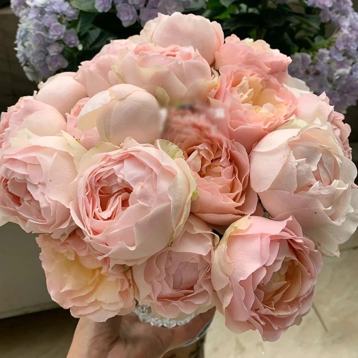 Unforgettable | Netherland's Florist Shrub Rose | Large bloom | Cup shape | Long Vaselife | Own root