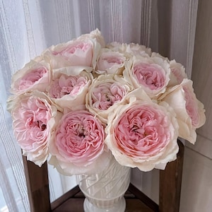 Senlitsu (Melody) – Pink & Lavender Japanese Wabara Rose (Own Root)