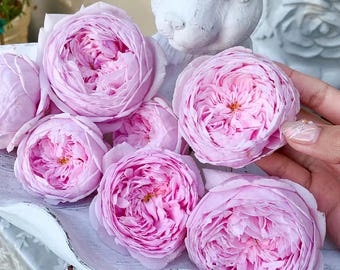 Rose David Austin William Morris Rose: Apricot-Pink Climber/Shrub | Buy