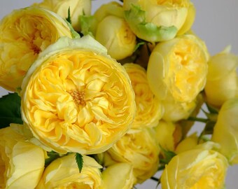 Catalina | Netherlands Florist Shrub Rose | Long vase life | Own root