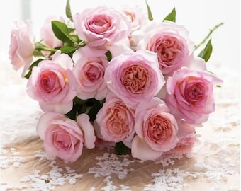 Rose Plum Pudding. 梅子布丁. Rare Rose. Japanese Rose