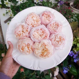 English Garden Shrub Rose AUSwill | AUStir | Tall shrub | Pink Apricot blend | vibrant growth | Disease resistant | Own root