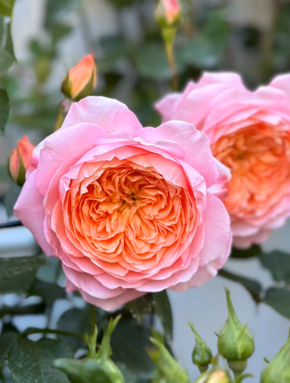Ju Zi – Orange-to-pink Chinese Garden Rose (own Root) - Etsy