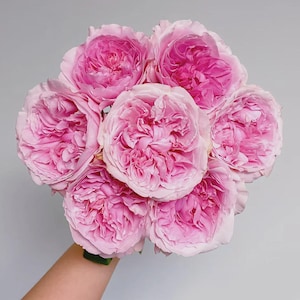 AUSimmon – Cherry-Pink English Wedding Rose (Own Root)