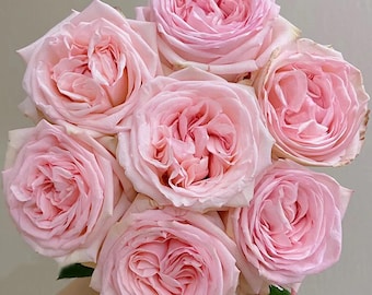 Pink O'hara | French florist shrub rose | Long vase life | Lychee | lavender perfume fragrant | Own root
