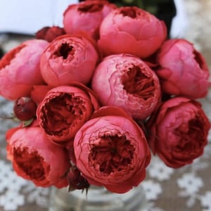 Zhushawan | Cinnabar Bowl | 朱砂碗 | Chinese rose from Tianlang | own root | repeat blooming