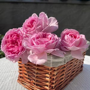 Xianji | Chinese Garden Shrub Rose | Heat Resistant | Large Bloom | Own Root