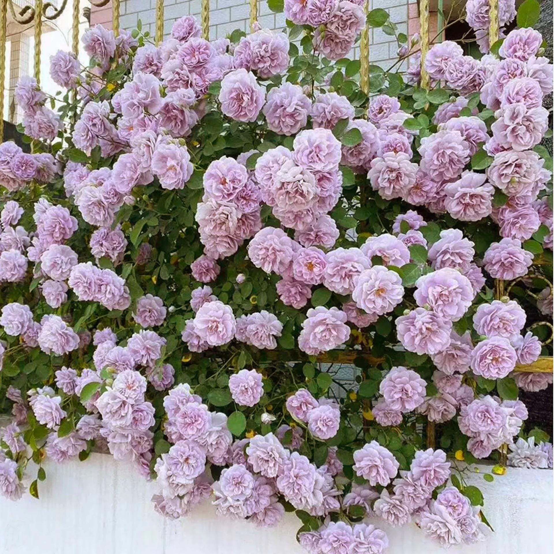 Rainy Blue – Lavender German Climbing Rose (own Root) - Etsy