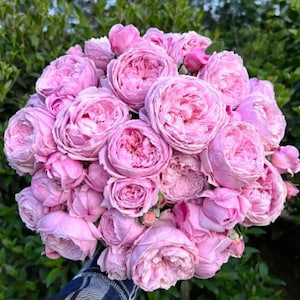 AUSbite | English Climbing and Garden Rose | Large lilac-pink blooms | Myrrh fragrance | Own root
